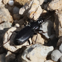 laemostenus_alpinus2bd