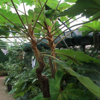 tetrapanax_papyrifera2md (Tetrapanax papyrifer)