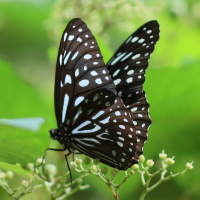 tirumala_septentrionis1bd (Tirumala septentrionis)