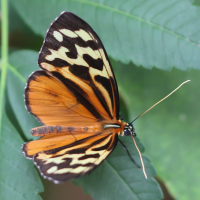 tithorea_harmonia3bd (Tithorea harmonia)