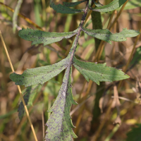 cephalaria_leucantha5md (Cephalaria leucantha)