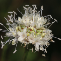 cephalaria_leucantha6md (Cephalaria leucantha)