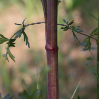 peucedanum_alsaticum2md (Xanthoselinum alsaticum)