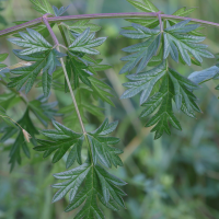 peucedanum_alsaticum3md (Xanthoselinum alsaticum)