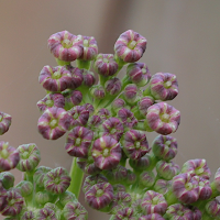 peucedanum_alsaticum4md (Xanthoselinum alsaticum)