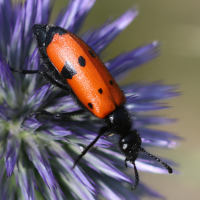 mylabris_quadripunctata4bd