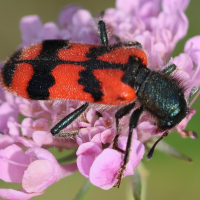 trichodes_alvearius5bd (Trichodes alvearius)