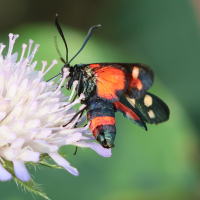 zygaena_ephialtes1bd (Zygaena ephialtes)