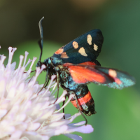 zygaena_ephialtes2bd (Zygaena ephialtes)