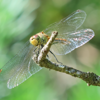 sympetrum_sanguineum9bd (Sympetrum sanguineum)