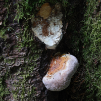 fomitopsis_pinicola4md