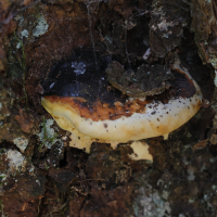 fomitopsis_pinicola5md