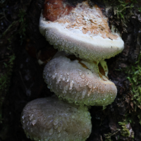 fomitopsis_pinicola6md