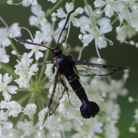 synanthedon_tipuliformis3md (Synanthedon tipuliformis)