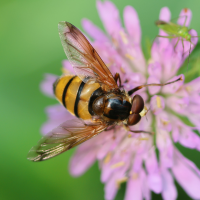 volucella_inanis3bd (Volucella inanis)