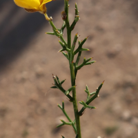 stauracanthus_genistoides2md
