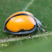 Epilachna abrupta (Coccinelle)