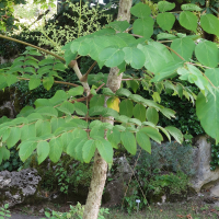 aralia_spinosa2md