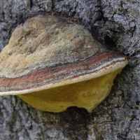 fomitopsis_pinicola7md