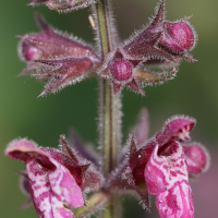 stachys_sylvatica3md