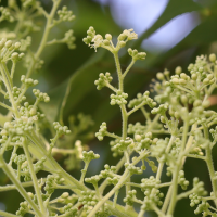 aralia_spinosa3md