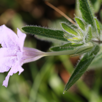 ruellia_ciliosa2md