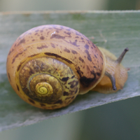 Fruticicola fruticum (Hélice cerise)