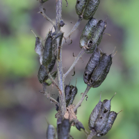 aconitum_lycoctonum_vulparia6md