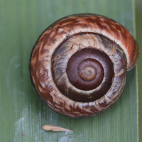 arianta_arbustorum2md