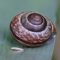 arianta_arbustorum3md