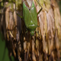 calocoris_affinis3md (Calocoris affinis)