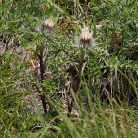 carlina_acaulis7md (Carlina acaulis ssp. caulescens)
