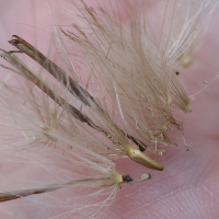 cirsium_erisithales6md (Cirsium erisithales)
