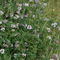 coronilla_varia1md