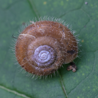 Helicodonta obvoluta (Veloutée plane)