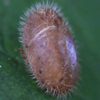 helicodenta_obvoluta2md