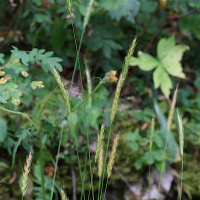 Hordelymus europaeus (Hordelyme d'Europe, Orge d'Europe)
