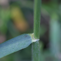 hordelymus_europaeus2mdjpg