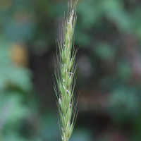 hordelymus_europaeus3md