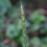 hordelymus_europaeus4md