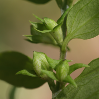 melampyrum_sylvaticum9md