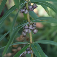 polygonatum_verticillatum4md (Polygonatum verticillatum)
