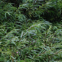 salix_viminalis1md (Salix viminalis)