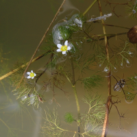 ranunculus_trichophyllus2md