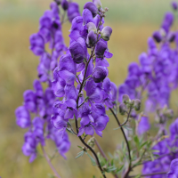 aconitum_napellus_lusitanicum1md