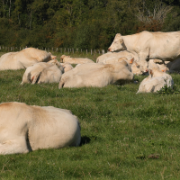 bos_taurus_charolaise3md (Bos taurus (3))