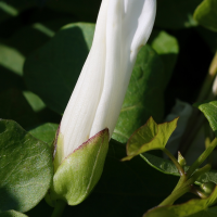 convolvulus_silvaticus2md