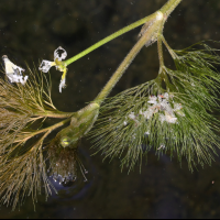 ranunculus_trichophyllus7md