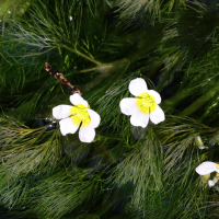 ranunculus_trichophyllus8md