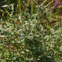 Myrica gale (Myrique galé, Piment royal, Myrte des marais, Myrique gaumier)